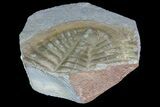 Partial Ogyginus Cordensis - Classic British Trilobite #75915-1